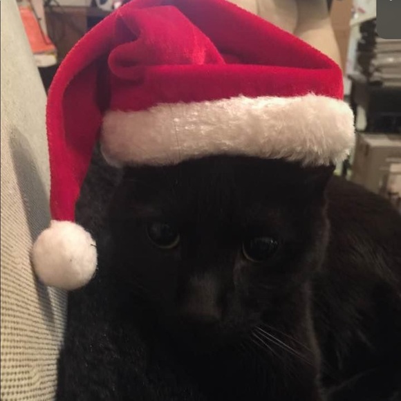 Meet your Posher, Nikki - Picture 2 of 4